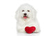 Bichon Frise Dog with Valentine Red Heart Wall Decal
