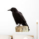 American Crow Black Bird on Wood Pole in California Wall Decal