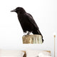American Crow Black Bird on Wood Pole in California Wall Decal