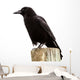 American Crow Black Bird on Wood Pole in California Wall Decal