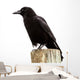 American Crow Black Bird on Wood Pole in California Wall Decal