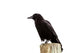 American Crow Black Bird on Wood Pole in California Wall Decal