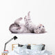 tabby Scottish kitten 