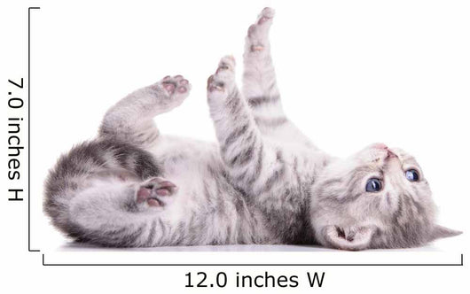 tabby Scottish kitten 