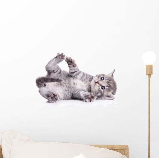 tabby Scottish kitten 