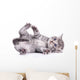 tabby Scottish kitten 