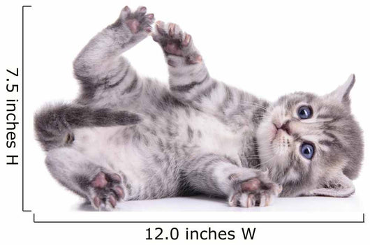tabby Scottish kitten 