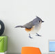 Tufted Titmouse Isolated 