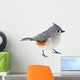Tufted Titmouse Isolated 