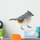 Tufted Titmouse Isolated 