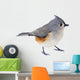 Tufted Titmouse Isolated 