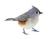 Tufted Titmouse Isolated 