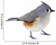 Tufted Titmouse Isolated 