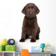 Chocolate Labrador Puppy Portrait 