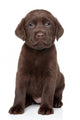 Chocolate Labrador Puppy Portrait 