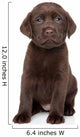 Chocolate Labrador Puppy Portrait 