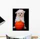 A Small Cute Dog Playing Basketball Wall Mural