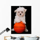 A Small Cute Dog Playing Basketball Wall Mural