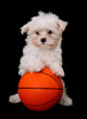 A Small Cute Dog Playing Basketball Wall Mural