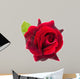 dark red rose is on a white background 
