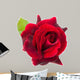 dark red rose is on a white background 