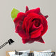 dark red rose is on a white background 