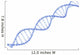 DNA Helix Glass Chain Link 
