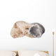 Two Kittens Hugging Sleep 