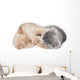 Two Kittens Hugging Sleep 