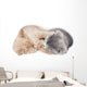 Two Kittens Hugging Sleep 