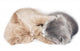 Two Kittens Hugging Sleep 