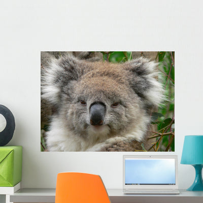 Koala Wall Mural shown on a wall
