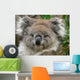 Koala Wall Mural