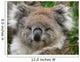 Koala Wall Mural
