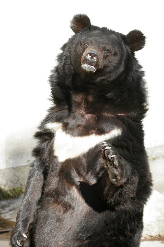 Waving Bear Wall Mural