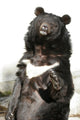 Waving Bear Wall Mural