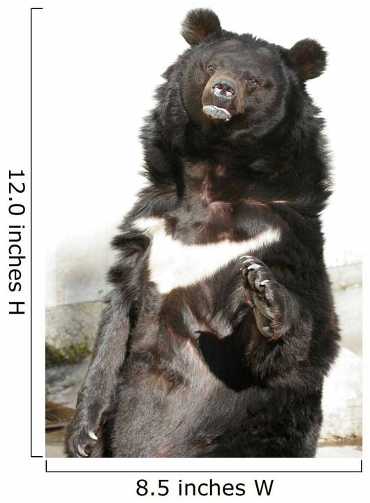 Waving Bear Wall Mural