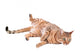Brown Cat Breed Bengal (leopard Cat - Prionailurus Bengalensis) Wall Decal