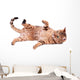 Brown Cat Breed Bengal (leopard Cat - Prionailurus Bengalensis) Wall Decal