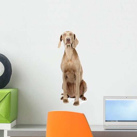 Weimaraner Dog Wall Decal