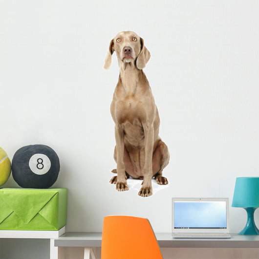 Weimaraner Dog Wall Decal