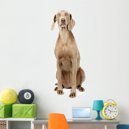 Weimaraner Dog Wall Decal