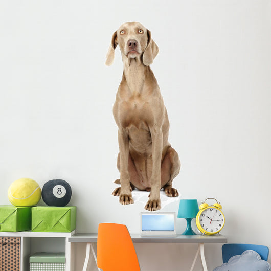 Weimaraner Dog Wall Decal