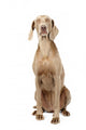Weimaraner Dog Wall Decal