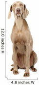 Weimaraner Dog Wall Decal