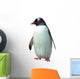 Isolated gentoo penguin 