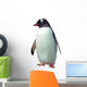 Isolated gentoo penguin 
