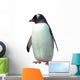 Isolated gentoo penguin 