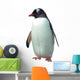 Isolated gentoo penguin 