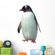 Isolated gentoo penguin 